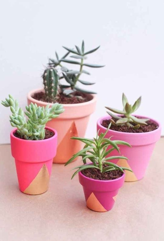VDAY PLANTS